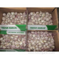 Fresh Garlic New Crop 2019